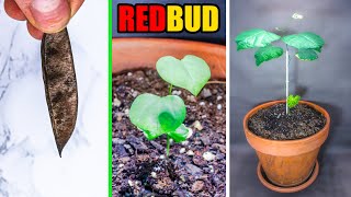 Growing Redbud Tree From Seed Time Lapse 168 Days [upl. by Raji912]