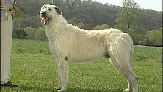 AKC Dog Breed Series  Irish Wolfhound [upl. by Ennairb]