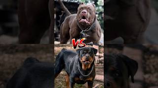 Cone Corso VS Tibetan Mastiff VS pitbull VS rottweiler VS kangal shorts [upl. by Younger]