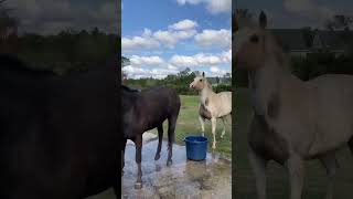 Horse is the best🥰funny funnyanimal funnyshorts funnypet pets horse horselovers funnymemes [upl. by Ytomit]