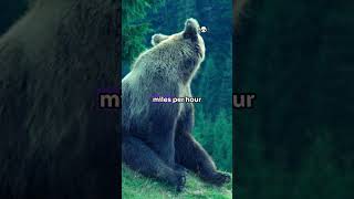 Grizzly Bear viralvideo facts animalcuriosities animalfacts animals wildanimalfacts [upl. by Terrel]