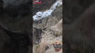 Markhor Goat Unique Animal You HaveNever Seenwildlifedocumentary TrophyHunting WildlifeEducation [upl. by Ahsemac]