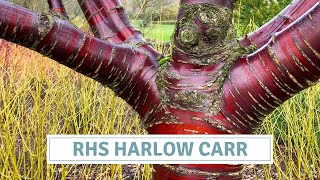 RHS Harlow Carr Garden Tour  Winter Interest Inspiration  All Season Garden Colour [upl. by Annot]