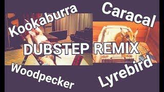 Kookaburra Caracal Woodpecker Lyrebird DUBSTEP REMIX [upl. by Ivah]