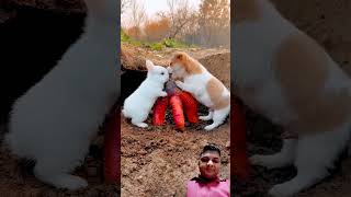 rabbit dog cute pets 283 puppy babymonky funnyanimal sonusingh [upl. by Tullius]