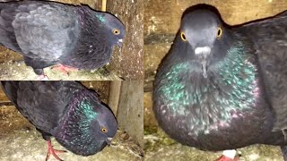 Male Pigeon Calling Female Pigeon  Pigeon Crying Cooing Sound  Black Pigeon [upl. by Mimajneb517]