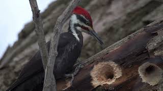 Pileated Woodpecker in Slow Motion [upl. by Cowden]