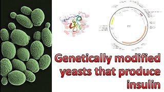 Genetically modified yeasts that produce insulin [upl. by Arnaldo]