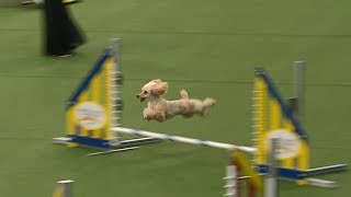 Carly Rae The Poodle Attempts Championship Run At Westminster Dog Show [upl. by Aili710]