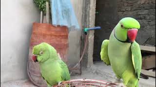 Lovely Parrots talking mithu viral videomithu mithu voice [upl. by Knepper]