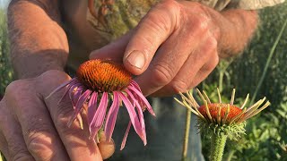 How to grow Echinacea purpurea [upl. by Stahl]