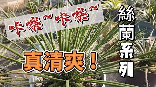 冬季修剪絲蘭系龍舌蘭龍發吹上Vlog 17 龍舌蘭種植記錄Agave stricta荒漠植物 瀧之白絲Agave geminiflora [upl. by Stretch408]