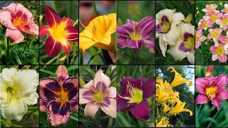 DAYLILIES HEMEROCALLIS VARIETIES  Plants Weekly [upl. by Child817]