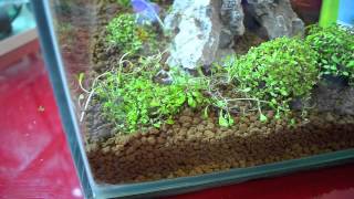 How to plant Glossostigma elatinoides KokedamaWabikusa  by Massimo Iannella [upl. by Adniles816]