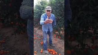 Agricultor tira toneladas de mandarinas esto es desperdicio alimentario y lo demás es tontería [upl. by Allegna]