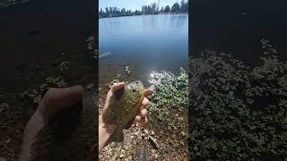 My New PB Panfish panfish panfishing fish fishing bluegill bluegillfishing pondfishing [upl. by Narahs]