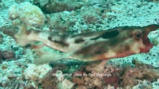 Meet the Weirdest Fish in the Ocean  The Walking Galapagos Batfish [upl. by Vijar369]