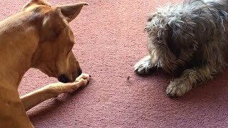 Dogs Fascinated by Moth 🐶 🦋 [upl. by Annaeirb251]