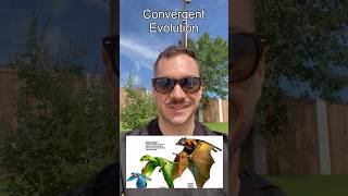 Convergent Evolution Explained with Examples shorts biology evolution [upl. by Aubin714]