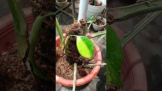 Marmorata plants monstera [upl. by Alyk976]