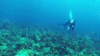 Sonar pinging when scuba diving [upl. by Ttelrats423]