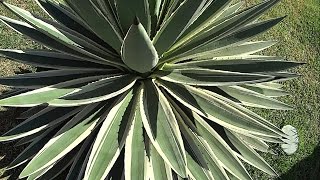 Agave Angustifolia  Plantes décoratives dextérieur [upl. by Rekab]