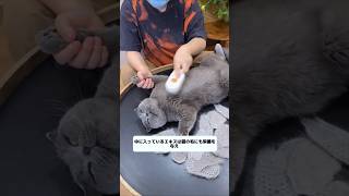 Daily routine of Japanese millionaires cat shortsvideo [upl. by Sondra]