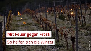 Mit Feuer gegen Frost Winzer greifen zu Notmaßnahmen [upl. by Dragone]