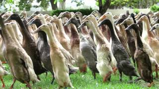 The Runner Duck Parade at Vergenoegd [upl. by Enilrem]