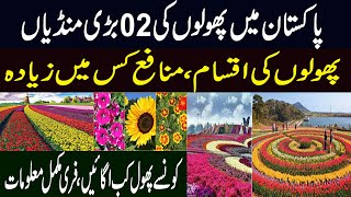 Phoolo Ki Kasht  Flower Farming Business  Most profitable Flower to Grow [upl. by Arracahs561]