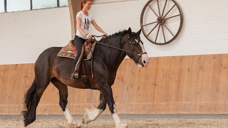 Mit Kaltblütern gebisslos reiten  heute Das Shire Horse [upl. by Gnas]