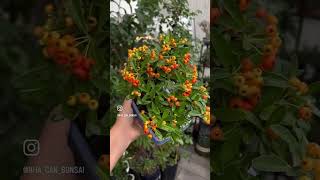 Pyracantha Autumn color🥰 [upl. by Hepzi617]