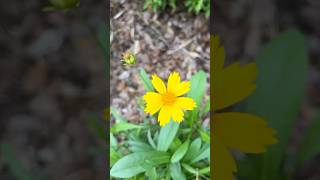 Yellow Wildflowers in Full Bloom flowers wildflowers gardening youtubeshorts [upl. by Norga]