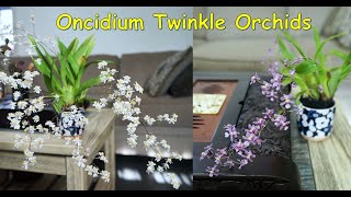 Oncidium Twinkle Orchids  Oncidium Orchids Care [upl. by Machos]