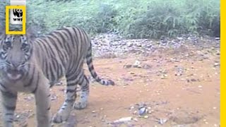 Rare Tigers Activate Infrared Cameras  National Geographic [upl. by Htelimay496]