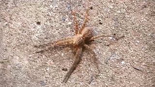 Dolomedes scriptus Fishing Spider Found in Bristol CT on 9142024 [upl. by Andrel]