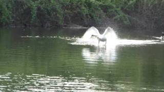 swan vs goose HD [upl. by Sauveur]