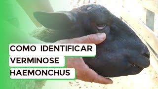 Verminose em caprinos e ovinos como identificar o verme Haemonchus em Ovinos   PAPEIRA [upl. by Nwonknu637]