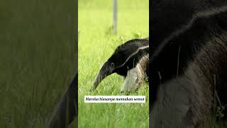 Tamandua tamandua tamanduá animaltamandua naturelovers nature wildlifedocumentary shortvideo [upl. by Naened777]