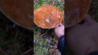 Mushroom Foraging in the Autumn [upl. by Anoi]