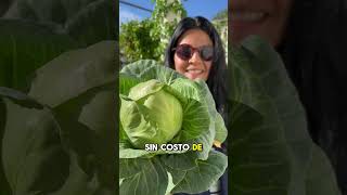 Hidroponia desde cero cultivarencasa jardin cultivaencasa plantas cultivohidroponico [upl. by Lillywhite226]