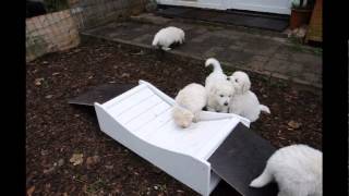 Kuvasz Welpen erkunden die Hängebrücke [upl. by Bergin625]