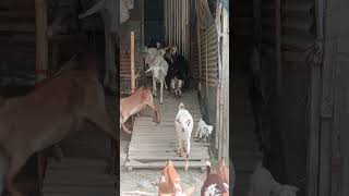 Amader chagoler khamarshortvideo goat [upl. by Durstin]