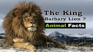 Did you know about BARBARY LION   Animal Facts [upl. by Stormy]