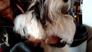 Dog Handler Shows Off Pyrenean Shepherd Havanese [upl. by Yennep]