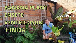 Banana Plant Ensete Ventricosum Hiniba a complete guide [upl. by Tertia128]