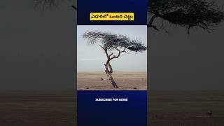 Most loneliest Tree in the World 🌍 shorts telugu facts trending tree factslifeinfo [upl. by Adnawuj659]