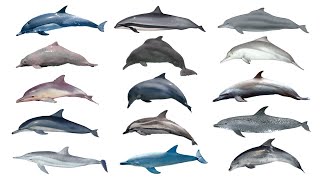 Oceanic Dolphin Species Part 1  Family Delphinidae Part 1 [upl. by Lirrehs]