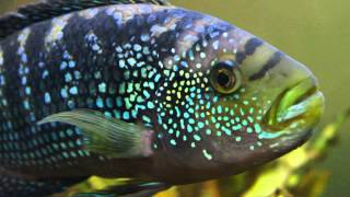 American Cichlid Species  Jack Dempsey Cichlid quotRocio Octofasciataquot [upl. by Hourigan]