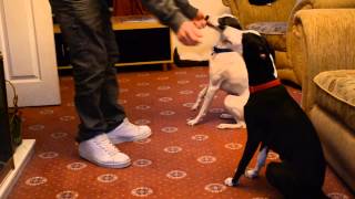 Pet Whippet Dogs LitterMates Playing and Sleeping [upl. by Ydisahc]